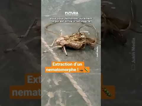L€extraction d€un nematomorphe (endoparasite) du dos d€une sauterelle ! 🐛🦗