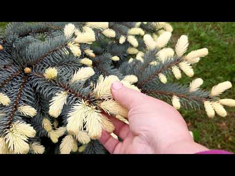 Video: Spruce 