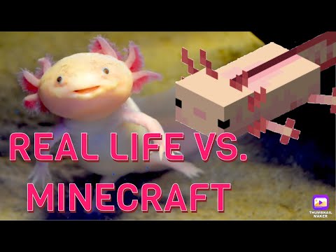 AXOLOTL; Real Life vs. Minecraft (1.17 snapshot 20w51a)