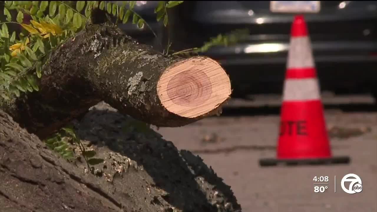Tree cleanup operations underway in Detroit after Monday's storm - YouTube