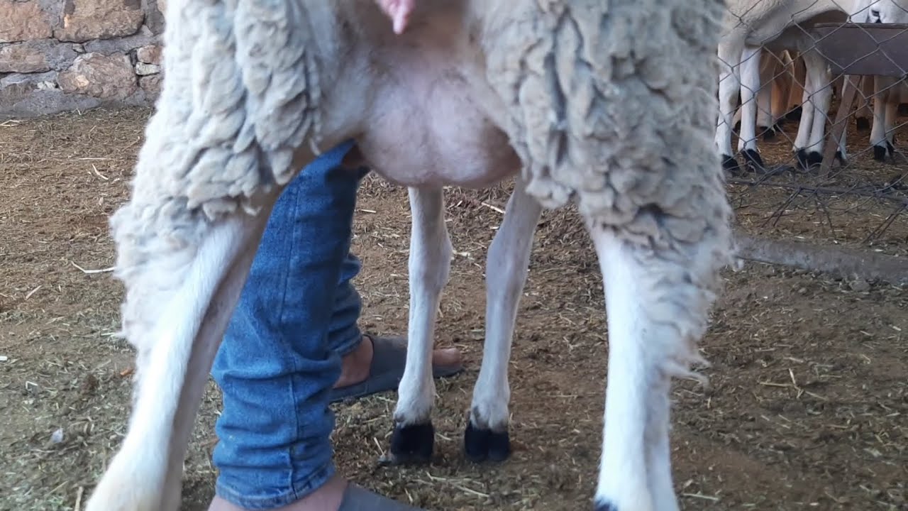 خلطة باش كتعمر نعجة علي شهر من بعد لولدة هاد لحوليا بدأت كدفع تبارك الله