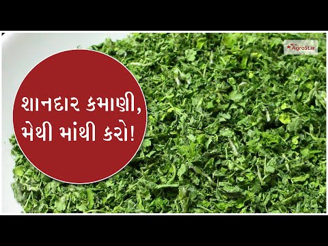 મેથી માંથી કસૂરી મેથી બનાવી કરો કમાણી !  Fenugreek processing / value addition - મેથી માંથી કસૂરી મેથી બનાવી કરો કમાણી !  Fenugreek processing / value addition