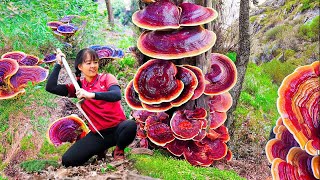 Harvesting 1000 Year Old Reishi Mushroom (Ganoderma Lucidum) and Selling at the Market