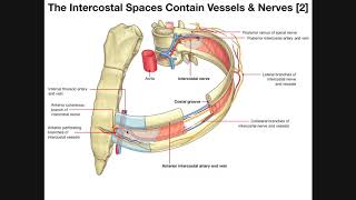 The Intercostal Muscles & Intercostal Spaces
