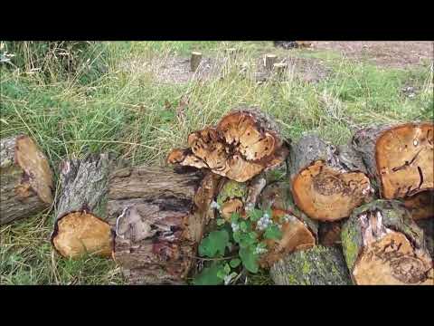 Места гнездования и кормовая база птиц уничтожают, Великий Новгород