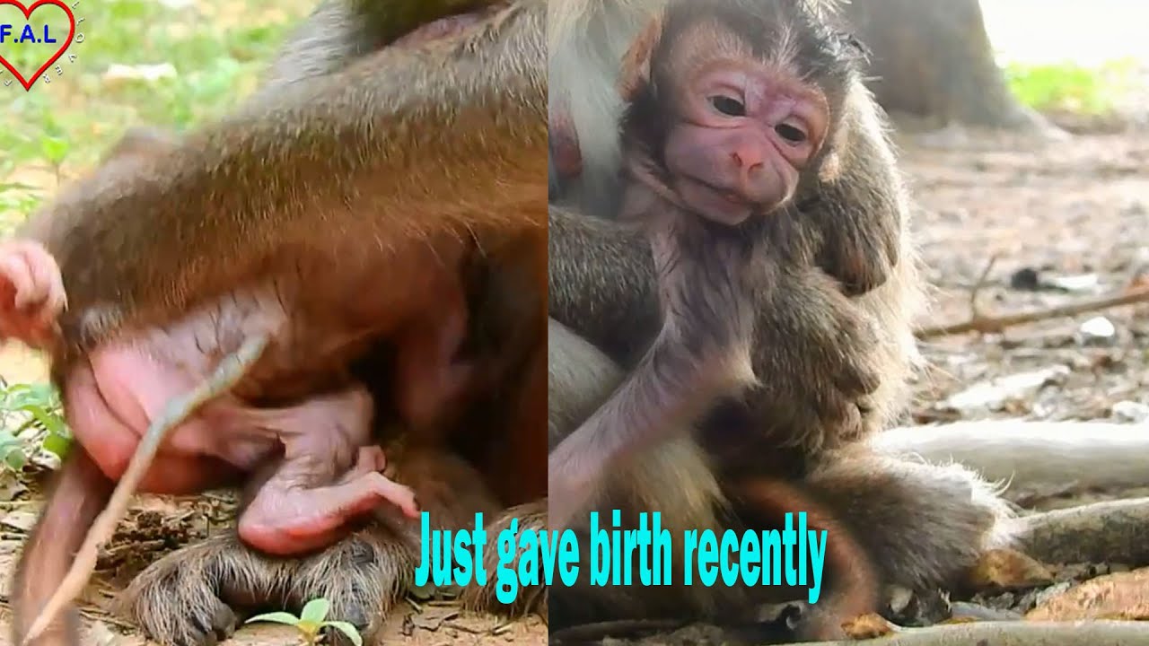 Congratulation & Welcome Newborn Monkey Just Gave Birth Recently/ Newborn Baby Is So Cute & Lovely.