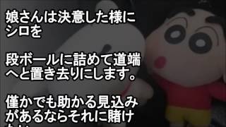 都市伝説感動 クレヨンしんちゃんシロとの出会いの裏には悲しい過去があった 危機的状況のほんの僅かな可能性が運命のパートナーに Youtube