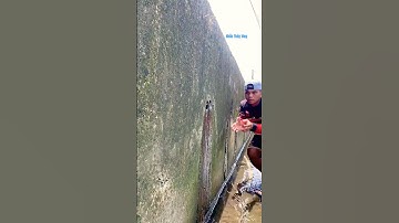 Cá Lớn - bắt được Ếch ẩn nấp trong cống 😱 #khacthuyvlogg