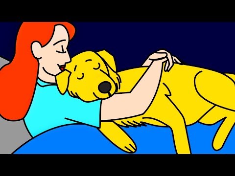Köpeğinizin Sizi Sevdiğini Gösteren 11 Hareket