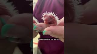 Hedgehog babies visit the vet