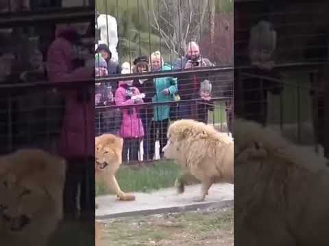 Lion fight | #animals #2022 #short #tiktok