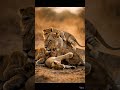 Mother Lion &amp; Baby lions Love🦁 #Wildlife #Lioness #LionCubs #WildAnimals #AnimalFamily #Shorts