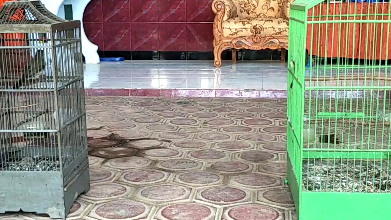 CUCAK RAWIS MASTERAN JOOOSS buat burung murai