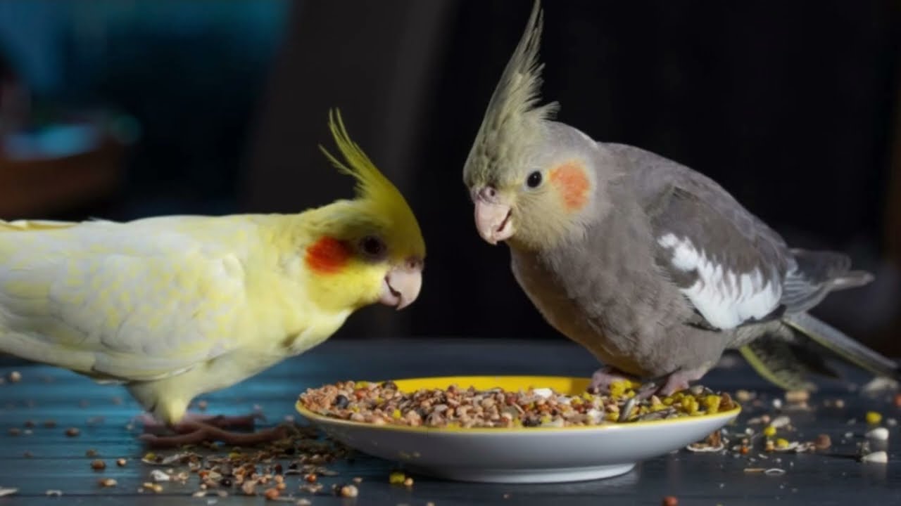 This Is the Best Feed for Birds 