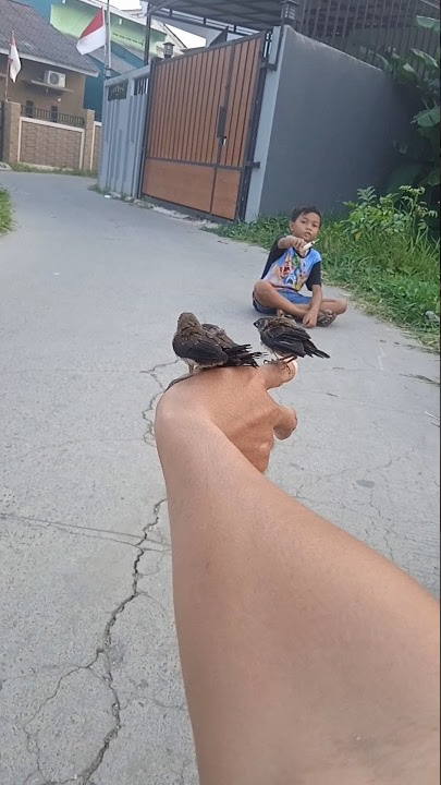 CARA MELATIH ANAK BURUNG EMPRIT FREE FLY #emprit #shorts