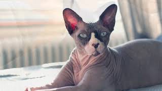 #Sphynx#Cat#Cute#All information in description 🐈 by MARMAT G 20 views 3 years ago 4 minutes, 54 seconds