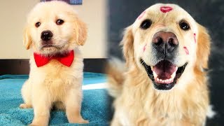 PUPPY VALENTINE'S DAY: THEN VS NOW (SCS #131)