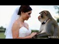 A Woman Married A Monkey A Woman Married A Monkey