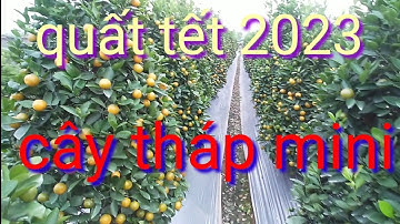 Quất tết 2023 cây tháp mini, bán quất cảnh tết năm 2023 giá quất cảnh tại vườn, liên hệ trực tiếp
