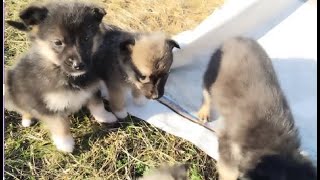 A funny game of puppies who live with their mother | They don't have a home, but they are together