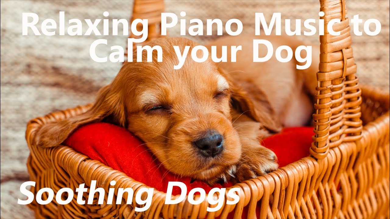 One hour of Relaxing Piano Music For Anxious Dogs YouTube