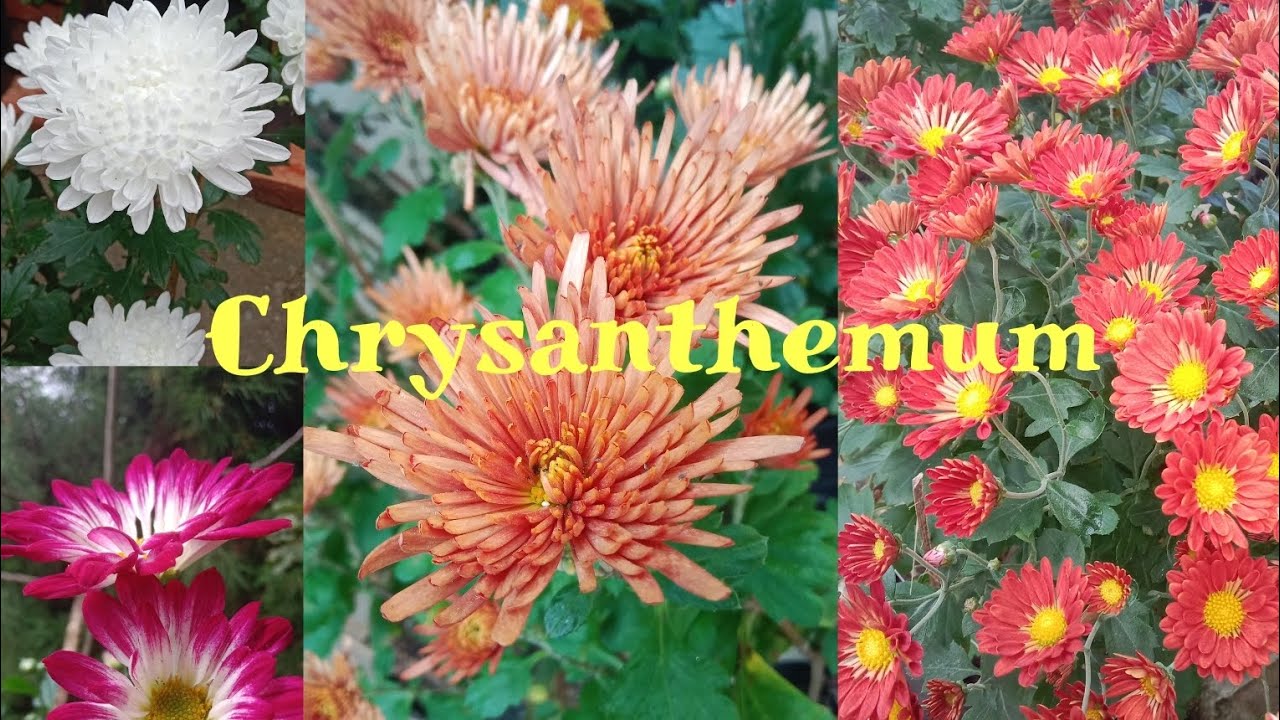 Chrysanthemum(Godavari flower) colourful blooming ###November #month ## Tamangphool bari##