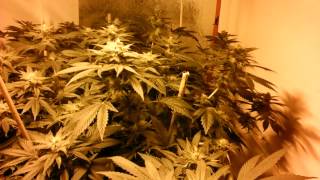 garden update OGR "the white"