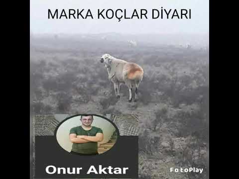 MARKA KOÇLAR DİYARI