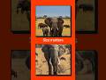 Identifying African and Indian Elephants in Seconds