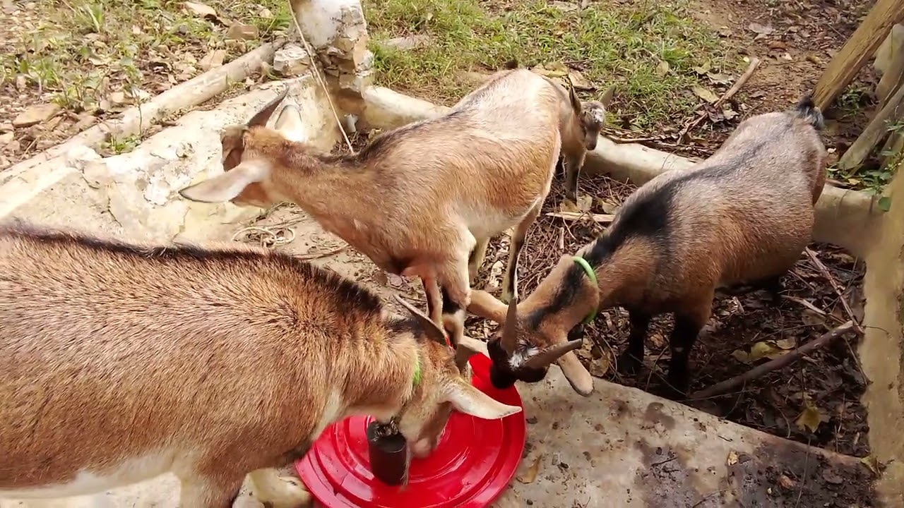 dê núi ăn cây lá cỏ!