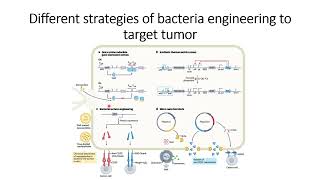 Strategies to engineered bacteria for cancer Immunotherapy #Code: 1082