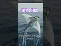 This Fish Can Fly ? Flying Fish