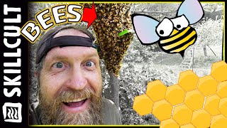 🐝🐝🐝 Shaking a LARGE Swarm of Bees Into an Improvised Hive, Without Protective Gear