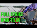 Full Strike Ikan Tilan/Sili (Mastacembelus erythrotaenia)