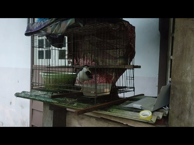 wak wak best sound of birds...white breasted waterhen @saidiyusof class=