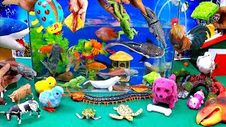 Catch Cute Animals, Rainbow Chicken, Rabbit, Turtle, Catfish, Crocodile, Goldfish, sharks