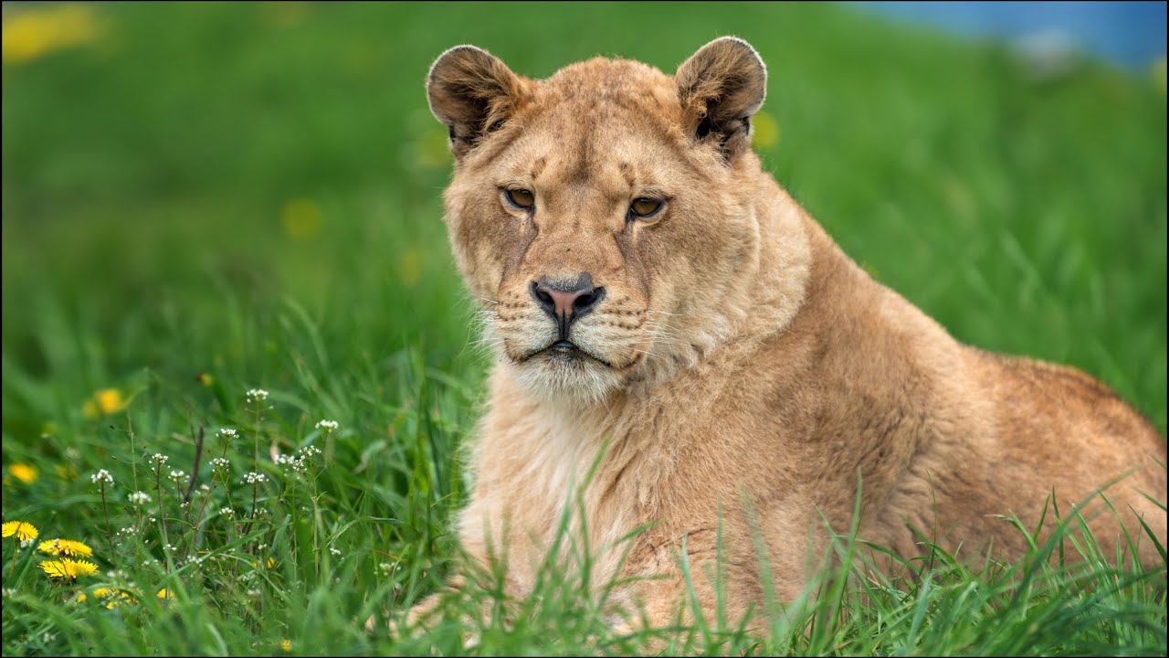 Dr.Zeshan bukhari interview by Ali Aslam