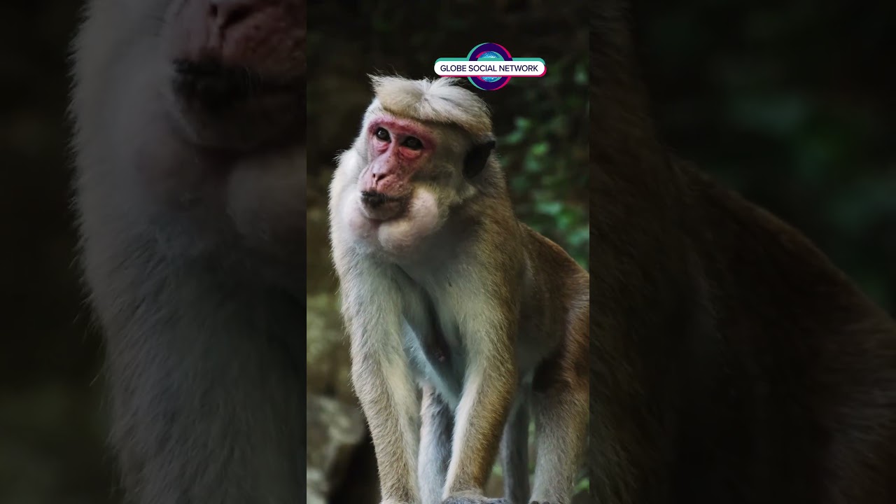 Earth's Wildlife Crisis: 2000+ Species Face Extinction. 