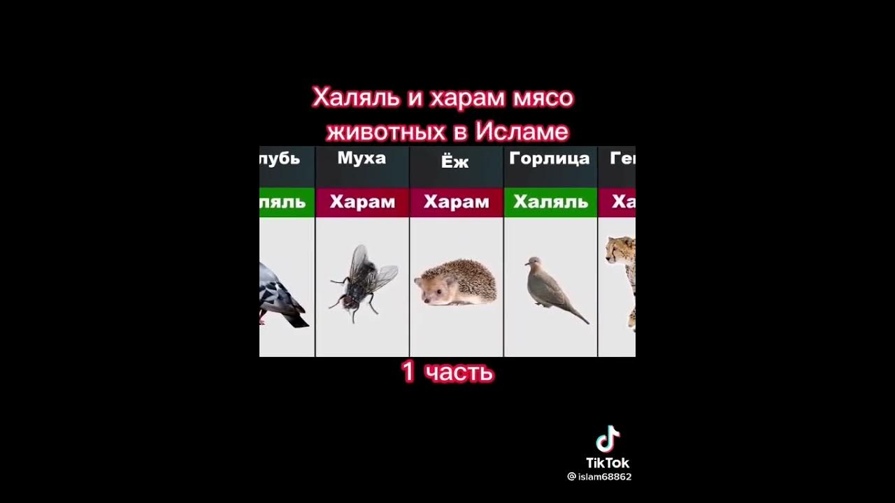 Пищевые запреты в исламе. Мясо в исламе. Разрешенные животные в исламе. Халяль и харам в исламе. Животные халяль и харам в исламе.