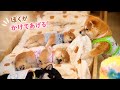 みんなが眠ってるのに、何度もベッドによじ登ってくる…🐶💤He kept climbing onto the bed while everyone else was getting sleepy