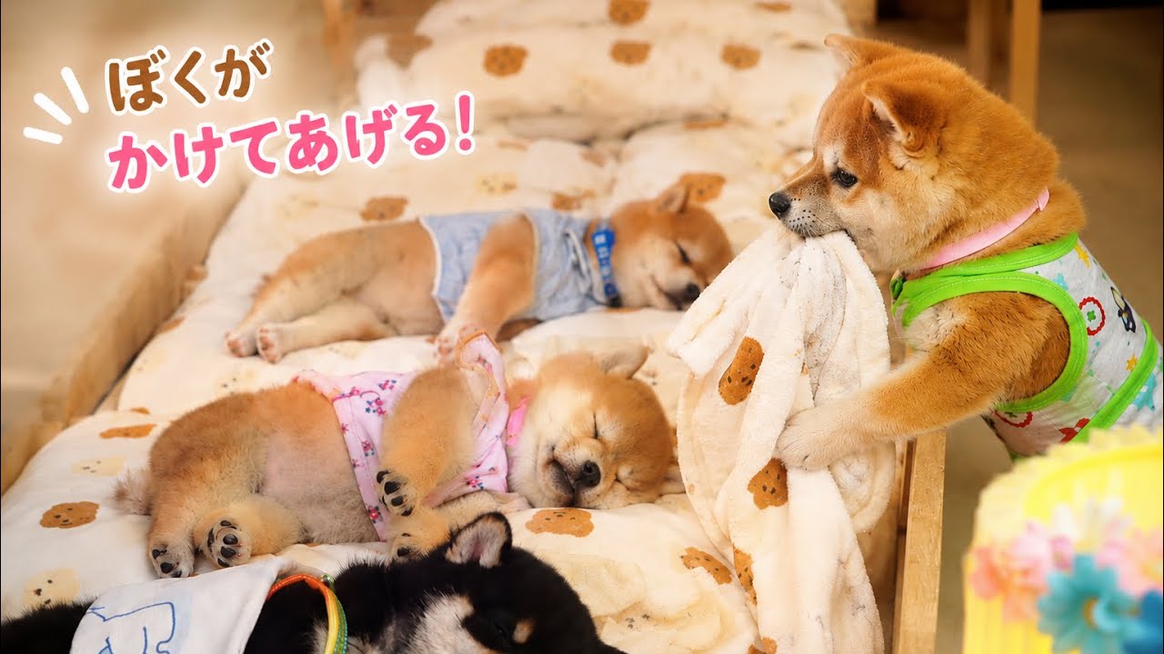 みんなが眠ってるのに、何度もベッドによじ登ってくる…🐶💤He kept climbing onto the bed while everyone else was getting sleepy