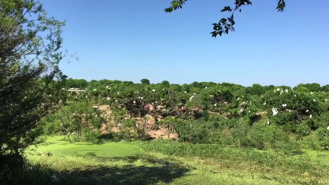 High Island Rookery - YouTube