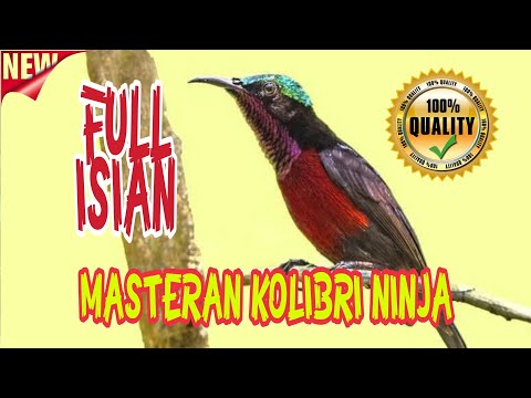 Masteran burung kolibri ninja paling dicari, cocok buat konin ijoan 100