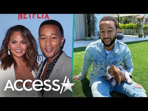 Chrissy Teigen & John Legend Adopt Basset Hound Puppy