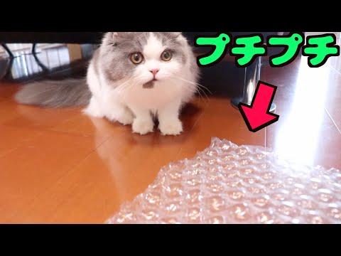 【衝撃】猫もプチプチでストレス発散してた！！