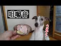 【咀嚼音】生肉を食べる愛犬ハーヴィー ASMR   Eating raw dog meat chewing sound