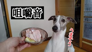【咀嚼音】生肉を食べる愛犬ハーヴィー ASMR   Eating raw dog meat chewing sound