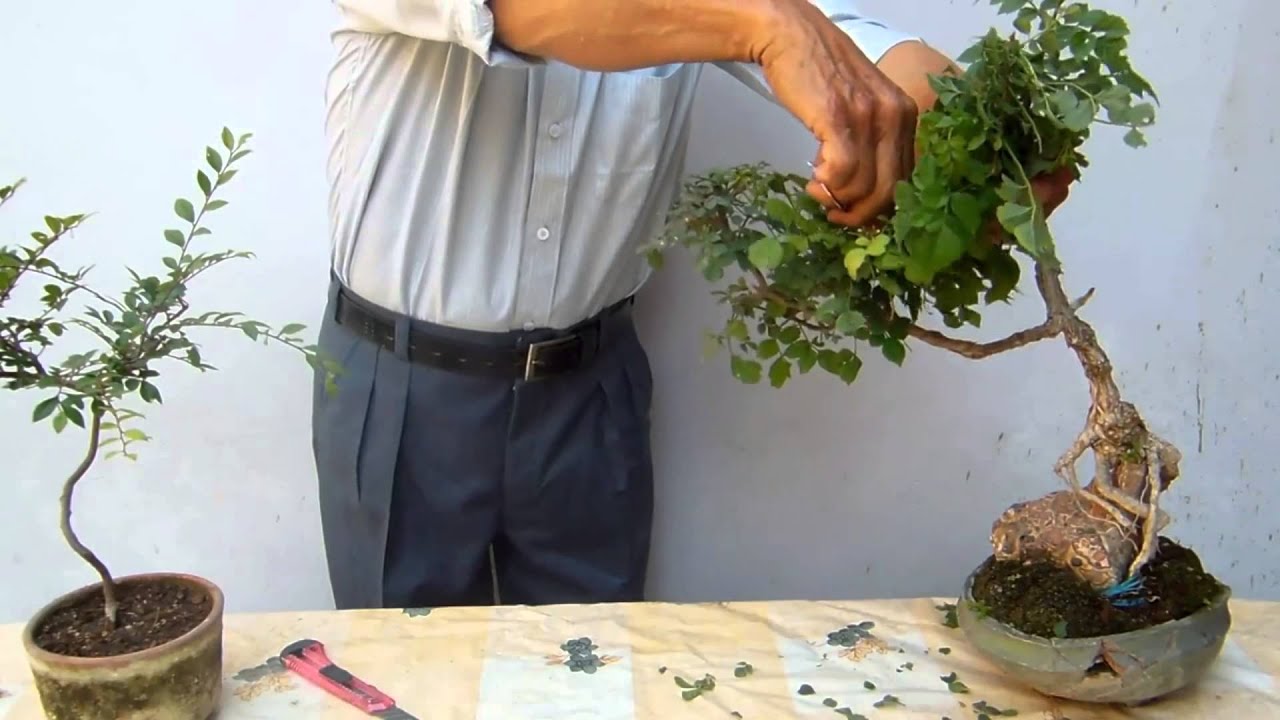 Poda drástica de una Tecomaria