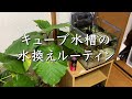 【水槽水換え】キューブ水槽の水換えルーティン/いそぎんちゃくん