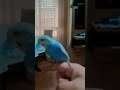 Já está domesticado meu pet de estimação! 🐦#periquitoaustraliano #piriquitoaustraliano #periquito